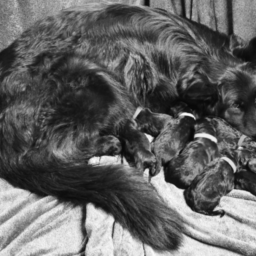 Tiltonhaus Puppies 9